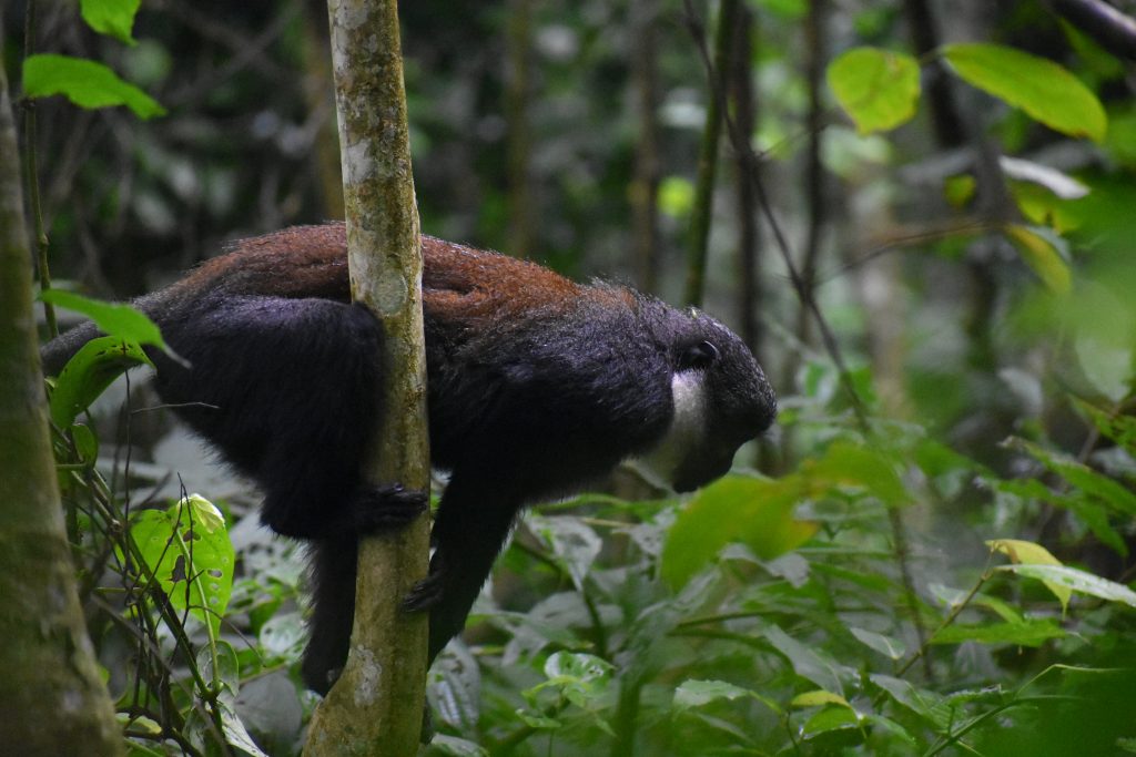A black, red and white monkey holds onto a tree trunk in profile