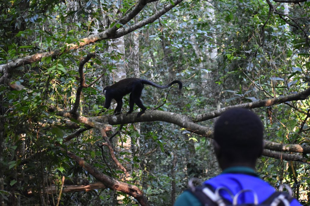 A person watches a black and white monkeys walk across a horizontal log