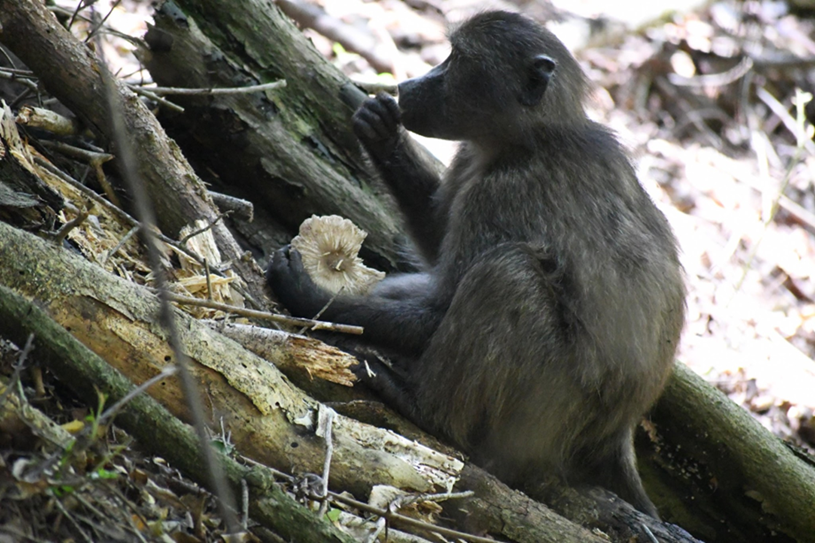 Baboon eating a deer mushroom