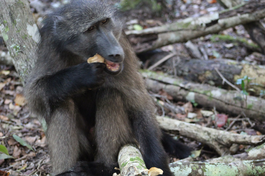 Baboon eating a false turkey-tail mushroom