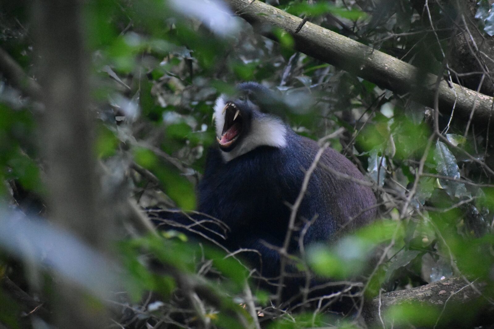 black and white monkey yawning