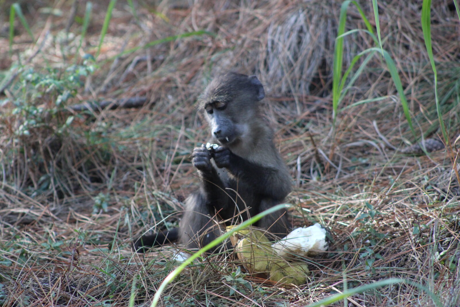 infant baboon eating mushroom while seated on forest floor