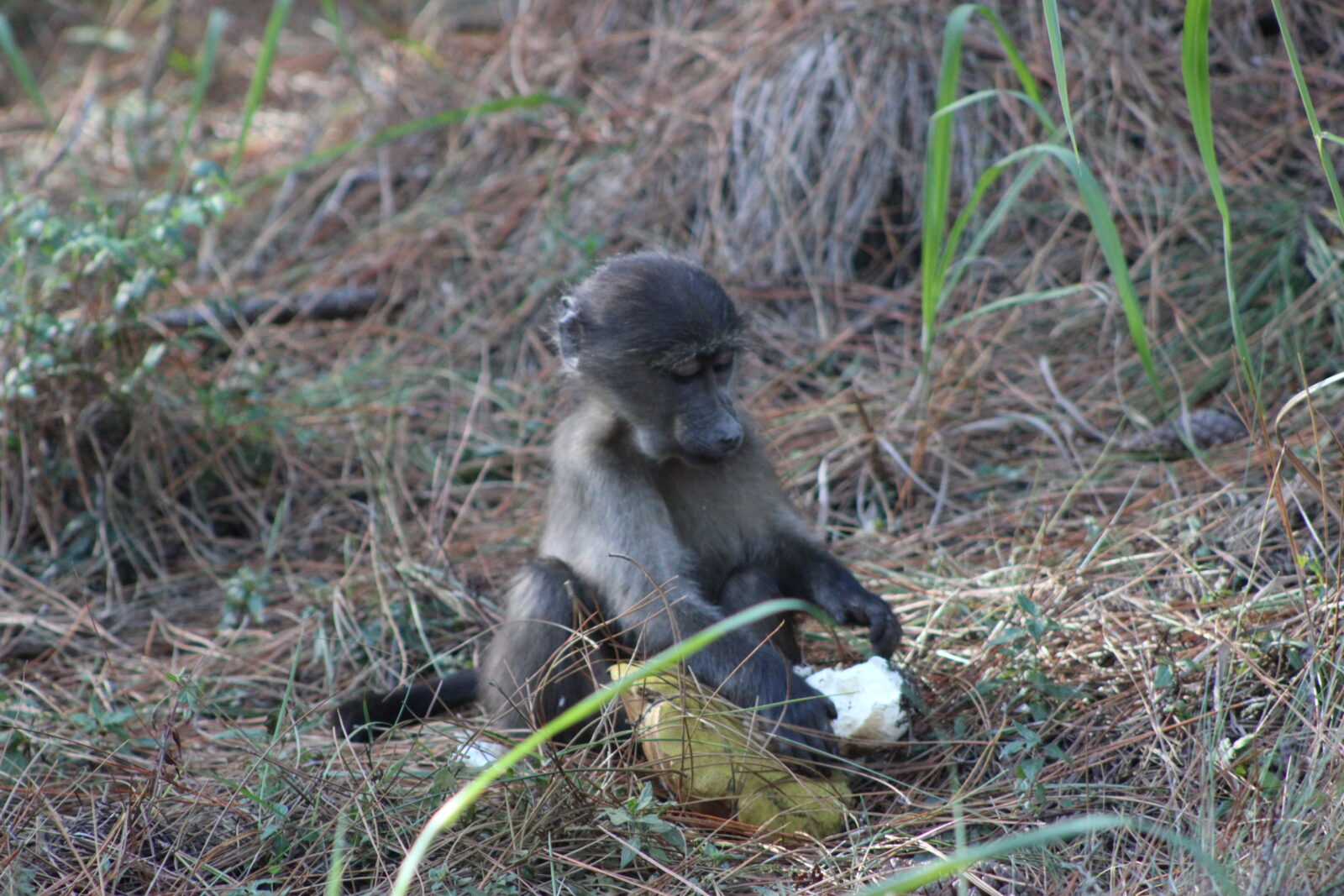 baby baboon eating mushroom