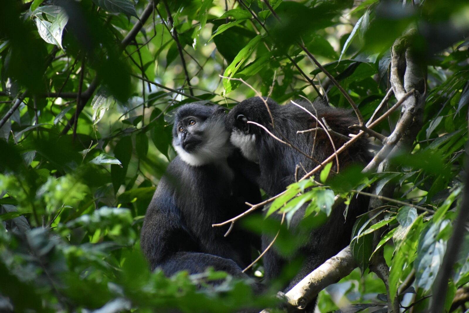 one black and white monkey grooming another black and white monkey