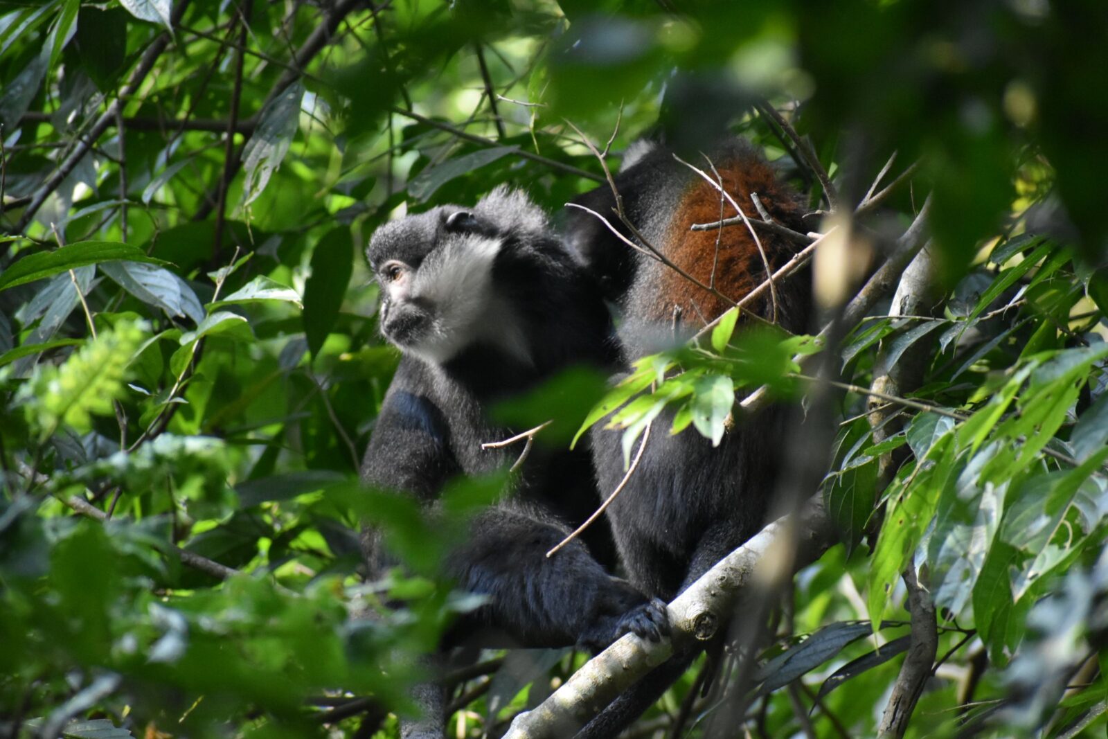 one black red and white monkey grooms another in a tree