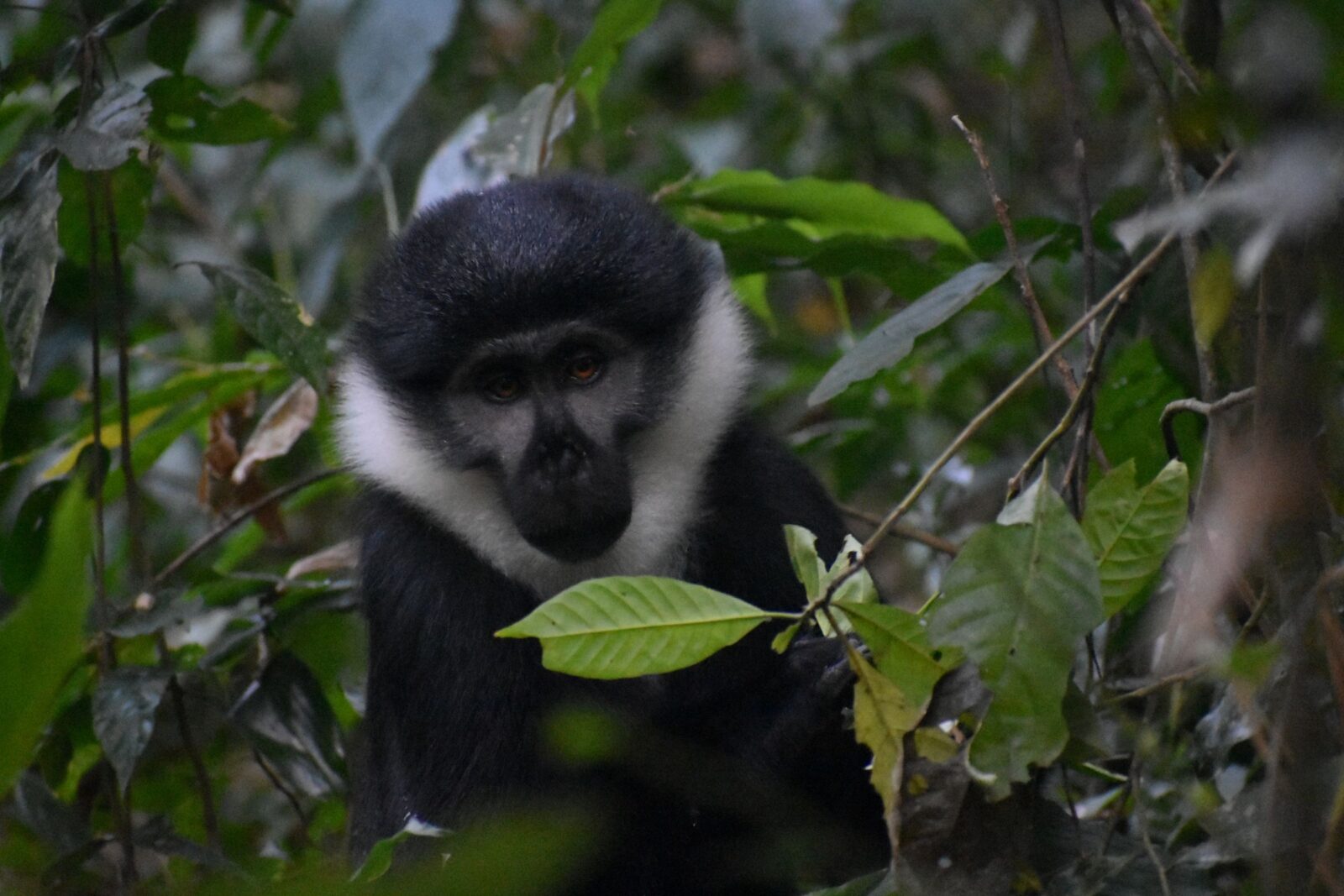 black and white monkey resting on the ground
