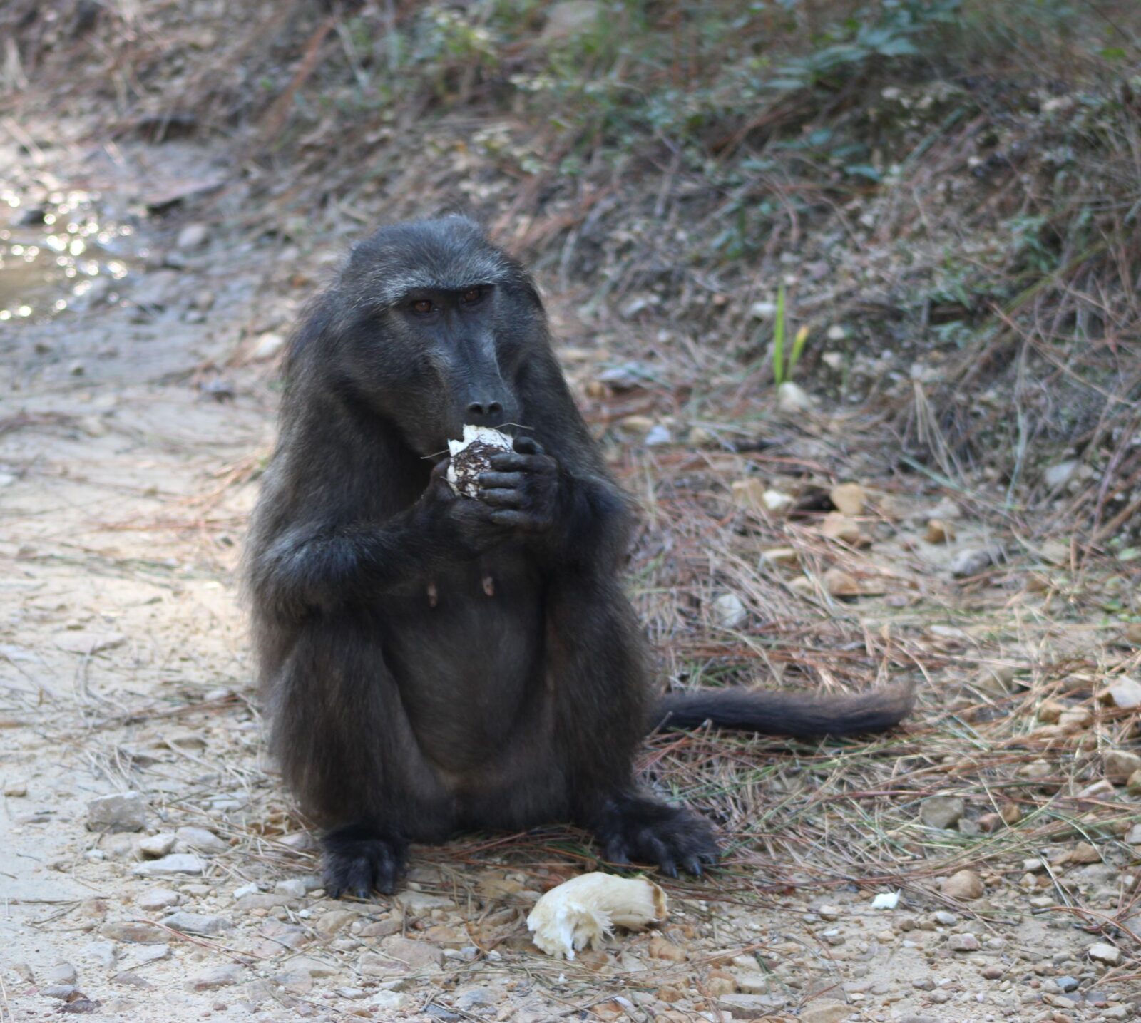 Female baboon eats mushroom