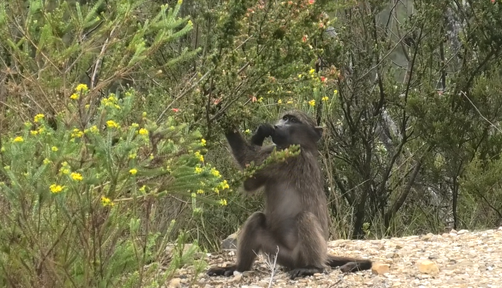 Baboon eating fynbos flowers