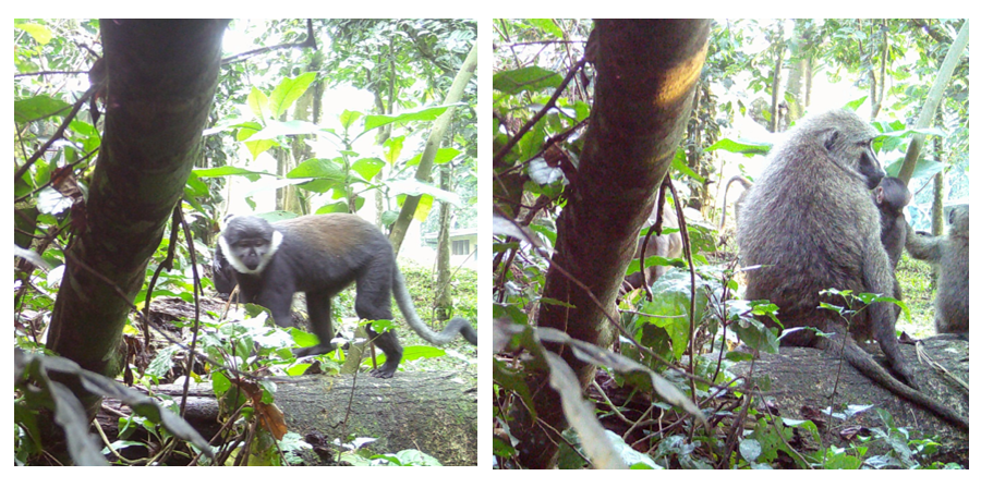 two photos, one of black and white monkey walking on log and a second of baboon mother and infant sitting on log