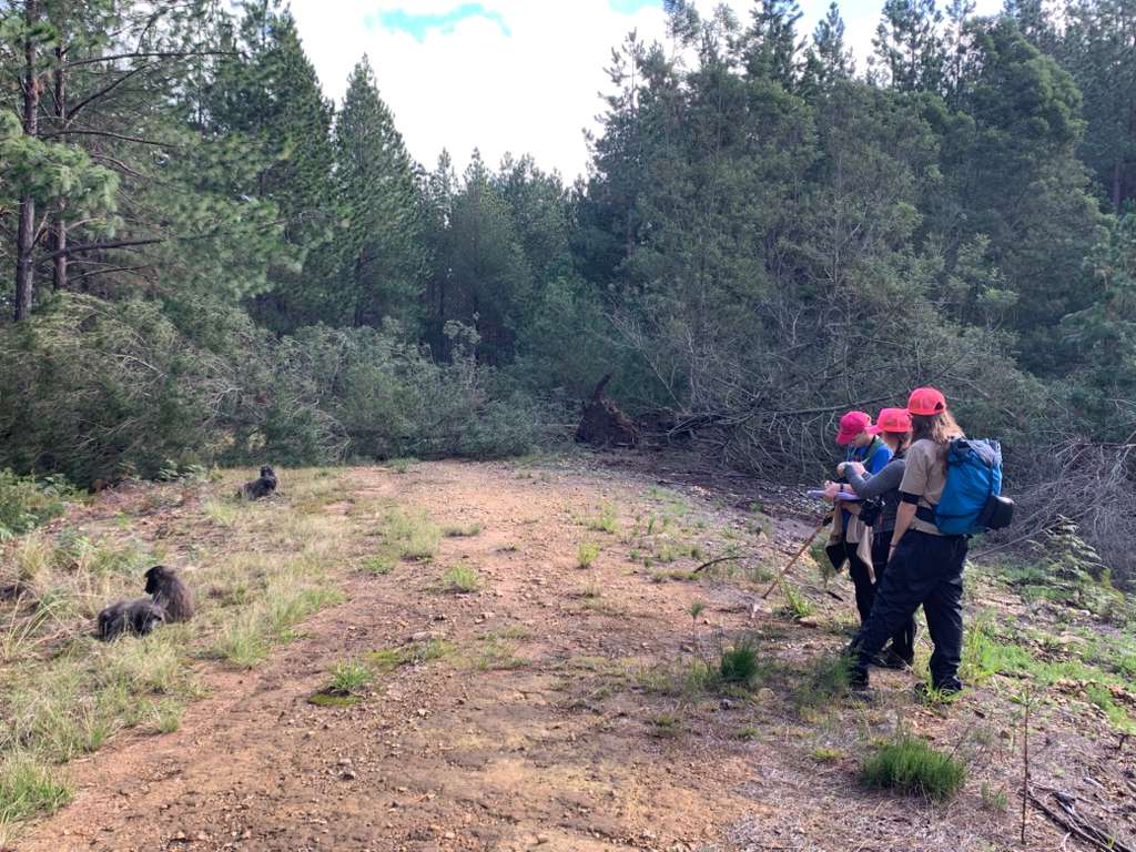 Three students with pink hats watch baboons grooming in a pine plantation in South Africa