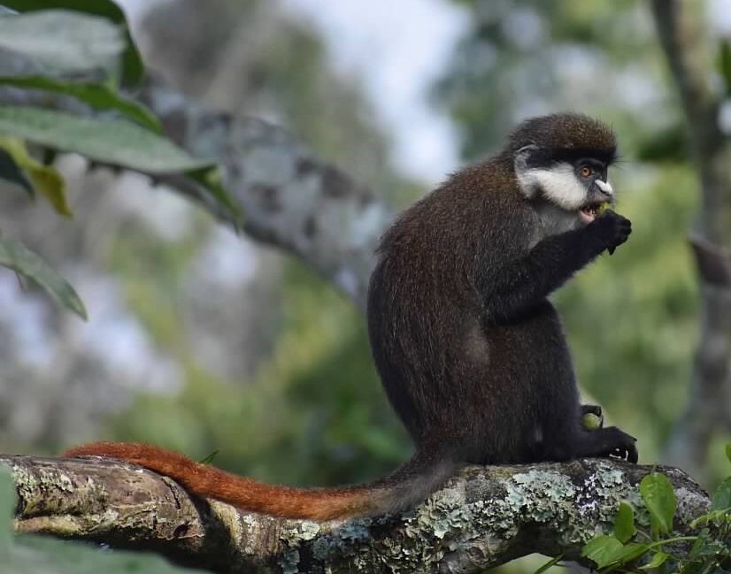 Redtail monkey in Kibale National Park